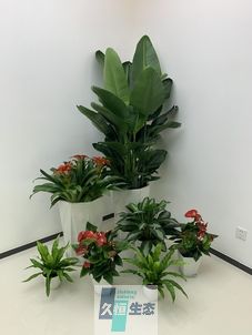 苏州办公室花卉绿植租摆简约组合